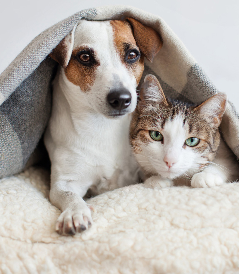 Dog and cat together. Dog hugs a cat under the rug at home. Friendship of pets