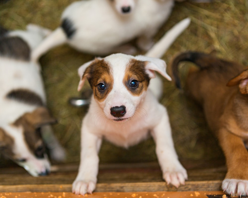 Little puppies in the shelter