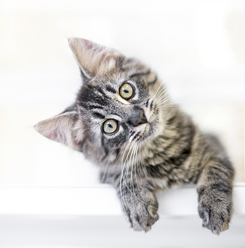 A young kitten gazing at the viewer curiously with a head tilt