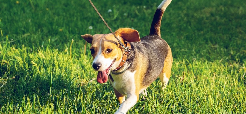 brown-and-black-beagle-walking-on-green-grass-2613329