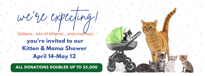 2026 Spring Shower Banner_Brad Copy