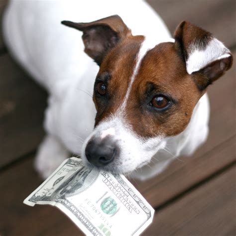 dog and money