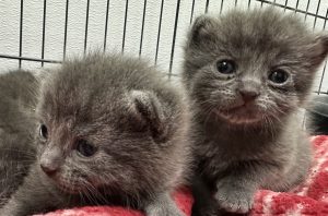 babies babies