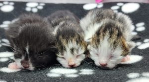 kitten pic