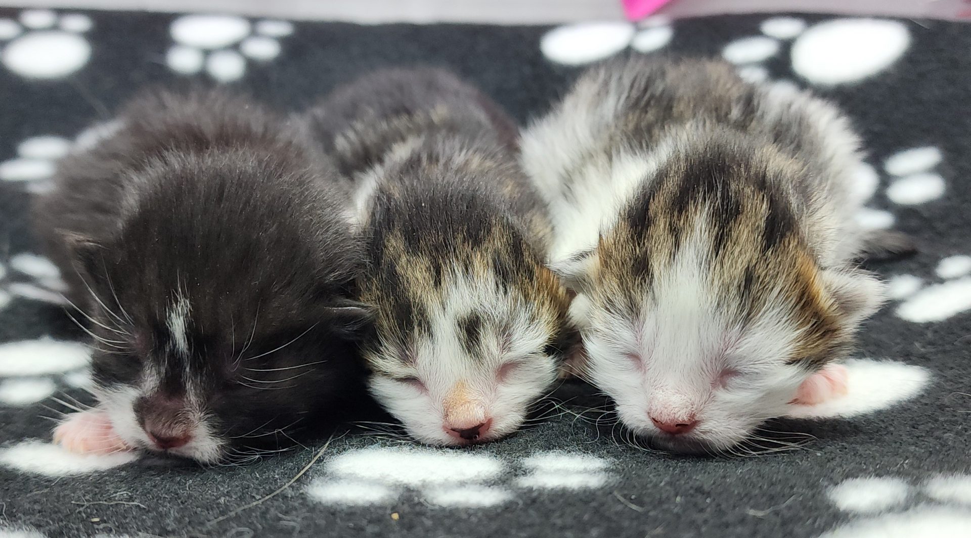 kitten pic
